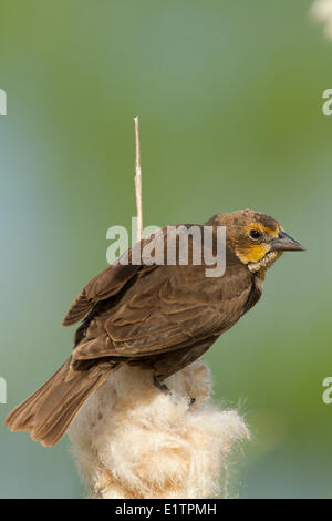 Gelb-vorangegangene Amsel, Xanthocephalus Xanthocephalus, Washington, USA Stockfoto