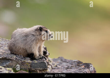 Hoary Murmeltier, Marmota Caligata Glacier National Park, Montana, USA Stockfoto