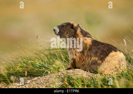 Olympisches Murmeltier, Marmota Olympus, Washington, USA Stockfoto