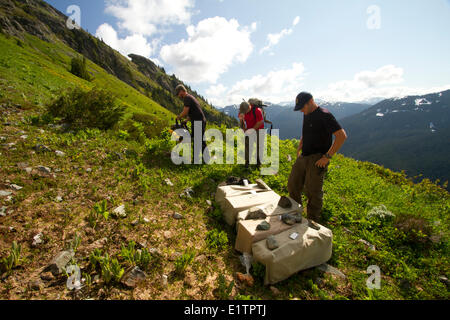 Vancounver Insel Marmot Release, Strathcona, BC, Kanada Stockfoto