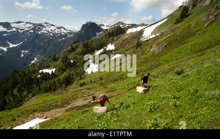 Vancounver Insel Marmot Release, Strathcona, BC, Kanada Stockfoto