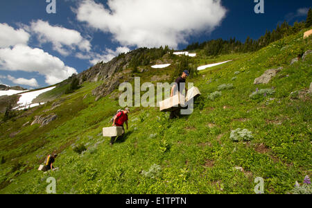 Vancounver Insel Marmot Release, Strathcona, BC, Kanada Stockfoto