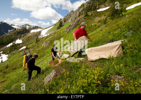 Vancounver Insel Marmot Release, Strathcona, BC, Kanada Stockfoto