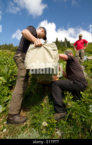 Vancounver Insel Marmot Release, Strathcona, BC, Kanada Stockfoto