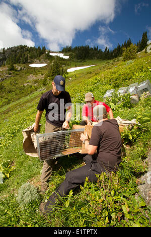 Vancounver Insel Marmot Release, Strathcona, BC, Kanada Stockfoto