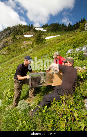 Vancounver Insel Marmot Release, Strathcona, BC, Kanada Stockfoto