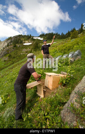 Vancounver Insel Marmot Release, Strathcona, BC, Kanada Stockfoto