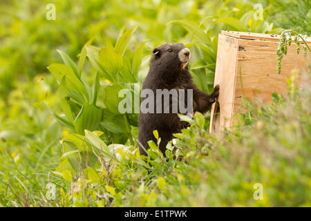 Vancounver Insel Marmot Release, Strathcona, BC, Kanada Stockfoto