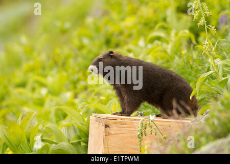 Vancounver Insel Marmot Release, Strathcona, BC, Kanada Stockfoto