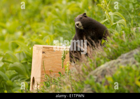 Vancounver Insel Marmot Release, Strathcona, BC, Kanada Stockfoto