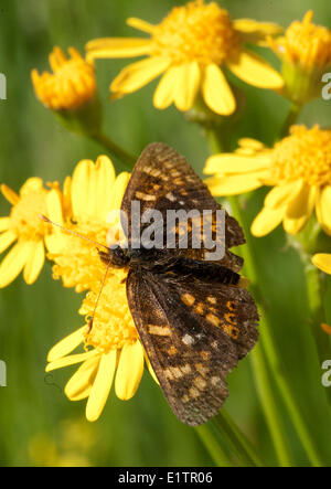 Feld-Halbmond-Schmetterling, Phyciodes Pulchella, Rocky Mountain Trench, BC, Kanada Stockfoto