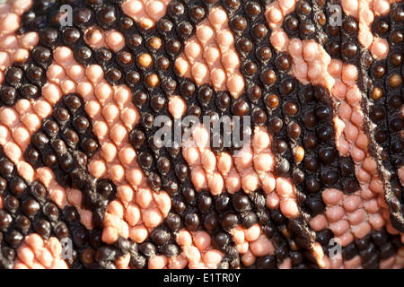 Netzförmig Gila Monster, Heloderma Suspectum, Arizona, USA Stockfoto