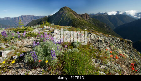 Strathcona Provincial Park, Vancouver Island, BC, Kanada Stockfoto