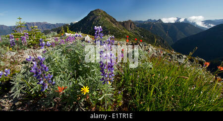 Strathcona Provincial Park, Vancouver Island, BC, Kanada Stockfoto