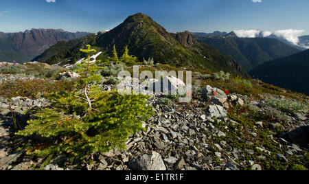 Strathcona Provincial Park, Vancouver Island, BC, Kanada Stockfoto