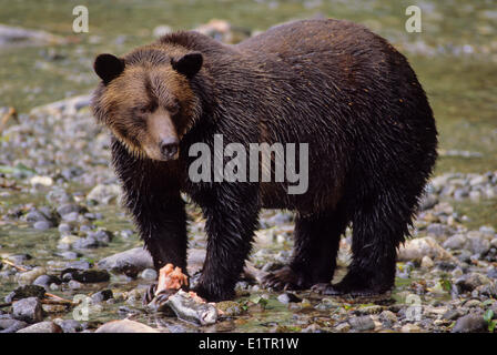 Grizzly Bär (Ursus Arctos Horribilis) Erwachsener mit Chum Lachs (Oncorhynchus Keta). Durch Protein angereicherten Diät Lachs Küsten Stockfoto