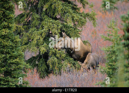 Elch (Alces Alces) Erwachsenen weiblichen Tracking-Kragen Juvenile tragen. Herbst-Denali-Nationalpark Alaska USA Amerika. Stockfoto