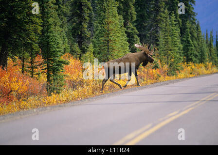 Elch (Alces Alces) erwachsenen männlichen Kreuzung Autobahn, Denali National Park, Alaska, Vereinigte Staaten von Amerika. Stockfoto