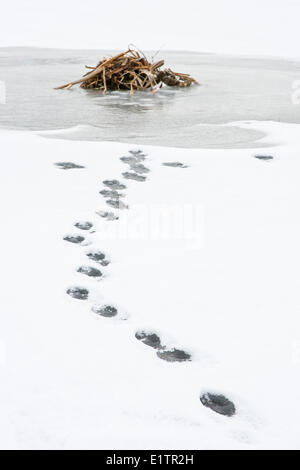 Coyote, Canis Latrans, Spuren im Schnee herum Bisamratte, Ondatra Zibethicus Lodge, Elk Island National Park, Alberta, Kanada Stockfoto