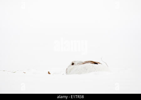 White Tailed Jack-Hasen, Lepus Townsendii, sitzen im Schnee, Edmonton, Alberta, Kanada Stockfoto