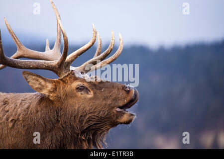 Bull Elk, Cervus Elaphus, hallten, Jasper Nationalpark, Alberta, Kanada Stockfoto