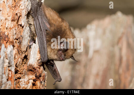 Kalifornien Myotis, Myotis Californicus, Lillooet, BC, Kanada Stockfoto