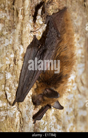 Myotis Septentrionalis, Northern Long-eared Hieb, Lillooet, BC, Kanada Stockfoto