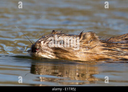 Bisamratte, Ondatra Zibethicus, Washington, USA Stockfoto