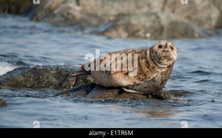 Hafen Robbe, Phoca Vitulina, Rennen-Felsen, Victoria, BC, Kanada Stockfoto