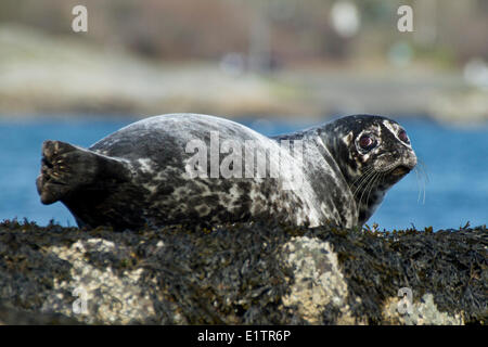 Hafen Robbe, Phoca Vitulina, Rennen-Felsen, Victoria, BC, Kanada Stockfoto