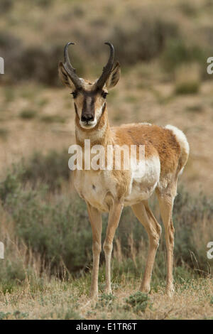 Gabelbock, Antilocapra Americana, Südwesten der USA, Wyoming, Montana Stockfoto