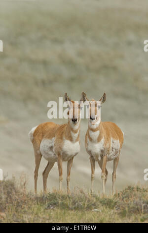 Gabelbock, Antilocapra Americana, Südwesten der USA, Wyoming, Montana Stockfoto