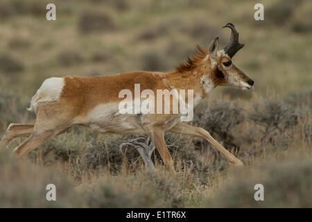 Gabelbock, Antilocapra Americana, Südwesten der USA, Wyoming, Montana Stockfoto