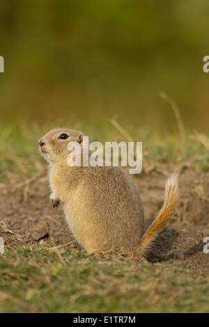 Richardson's Grundeichhörnchen, Urocitellus Richardsonii, Elk Island National Park, Alberta, Kanada Stockfoto