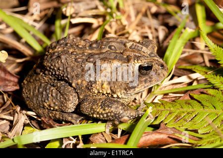 Eiche Kröte, Anaxyrus Quercicus, Everglades, Florida, USA Stockfoto