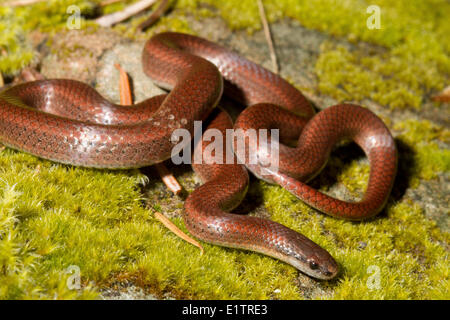 Sharp-tailed Schlange, Tenuis Contia, North Pender Island, BC, Kanada Stockfoto