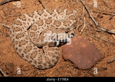 Western Diamondback Klapperschlange, Crotalus Atrox, Arizona, USA Stockfoto
