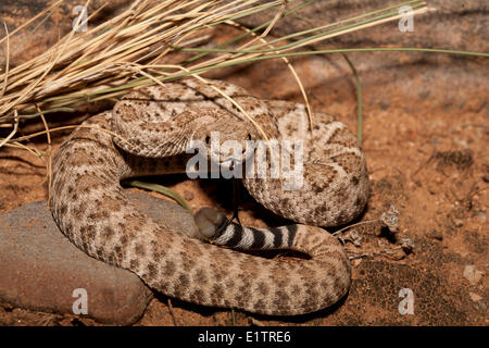 Western Diamondback Klapperschlange, Crotalus Atrox, Arizona, USA Stockfoto