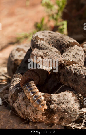 Felsen-Klapperschlange, Crotalus Lepidus Klauberi, gebändert Chiricuah National Park, Arizona, USA Stockfoto