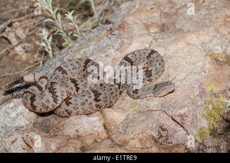 Felsen-Klapperschlange, Crotalus Lepidus Klauberi, gebändert Chiricuah National Park, Arizona, USA Stockfoto