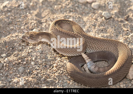 Westliche Klapperschlange, Northern Pacific Rattlsnake Crotalus Oreganus, Okanagan, Kamloops, BC, Kanada Stockfoto