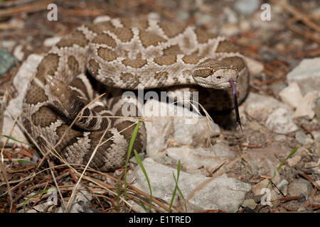 Westliche Klapperschlange, Northern Pacific Rattlsnake Crotalus Oreganus, Okanagan, Kamloops, BC, Kanada Stockfoto