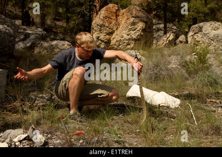 Westliche Klapperschlange, nördlichen Pazifik Rattlsnake, Crotalus Oreganus Schlange Handhabung, Okanagan, Kamloops, BC, Kanada Stockfoto