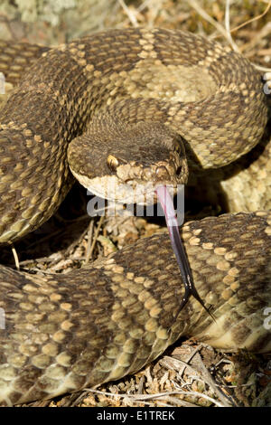 Westliche Klapperschlange, Northern Pacific Rattlsnake Crotalus Oreganus, Okanagan, Kamloops, BC, Kanada Stockfoto