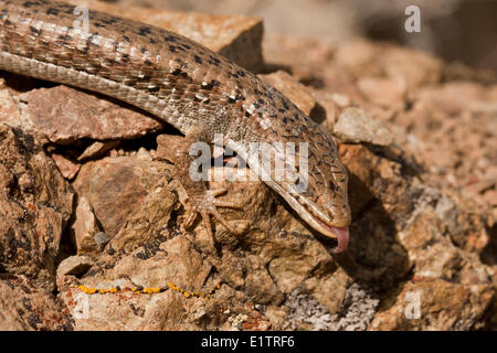 Nordwestlichen Alligator Eidechse, Elgaria Coerulea Principis, BC, Kanada Stockfoto