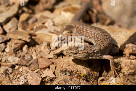 Nordwestlichen Alligator Eidechse, Elgaria Coerulea Principis, BC, Kanada Stockfoto