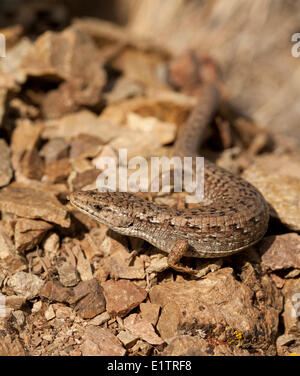 Nordwestlichen Alligator Eidechse, Elgaria Coerulea Principis, BC, Kanada Stockfoto