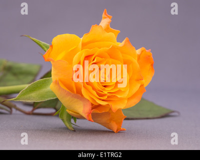 Nahaufnahme einer Orange gefärbt rose vor einem grauen Hintergrund Stockfoto