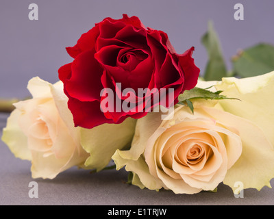 Nahaufnahme einer Anordnung von weißen und roten Rosen Stockfoto