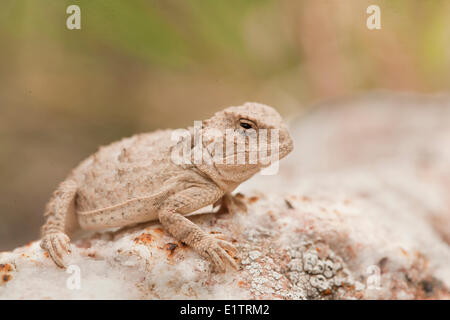 Mehr kurz-gehörnte Eidechse, Phrynosoma Hernandesi, Texas, USA Stockfoto